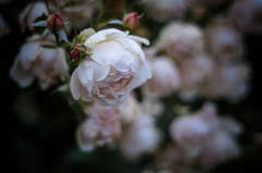 Withered roses 06