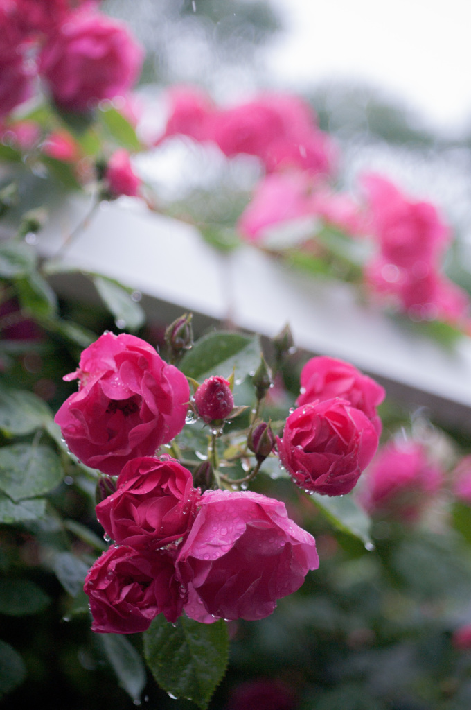 雨の薔薇園