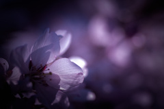 sakura à la carte