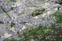 桜の木の下で