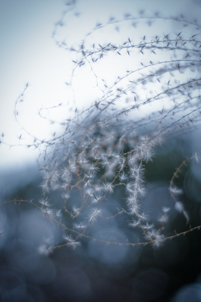 miscanthus 6