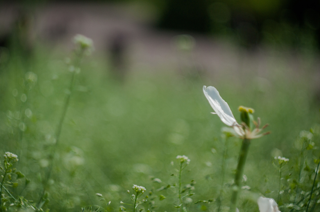 tasogare tulip