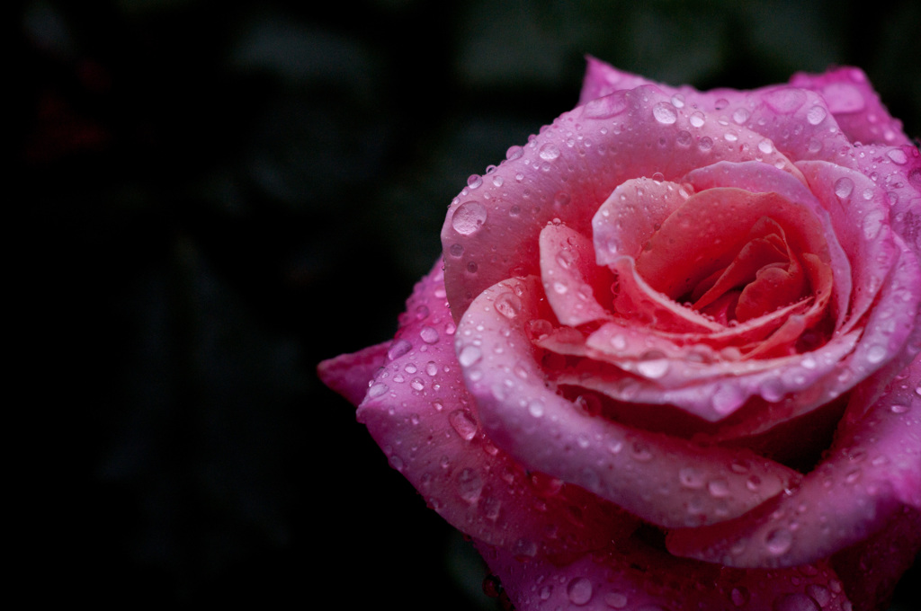 雨の薔薇園