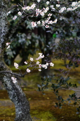 毘沙門の梅