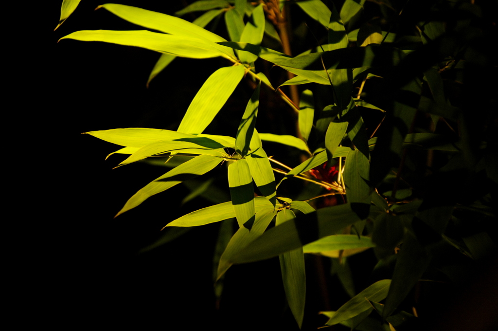 夜の笹