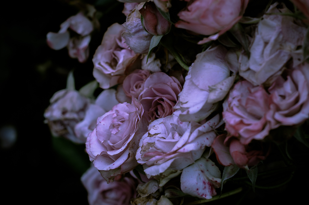 Withered roses 02