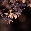 桜。