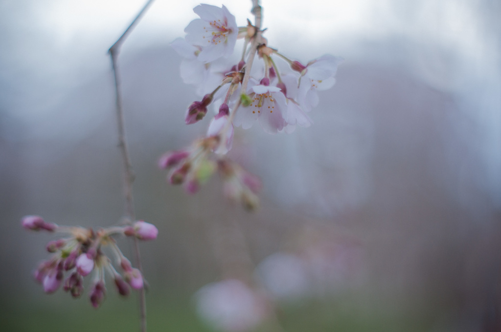 sakura♪