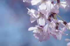 sakura à la carte