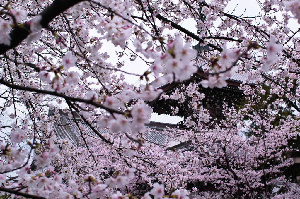 桜囲い