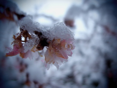 桜に雪