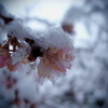 桜に雪