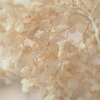fuyu-ajisai