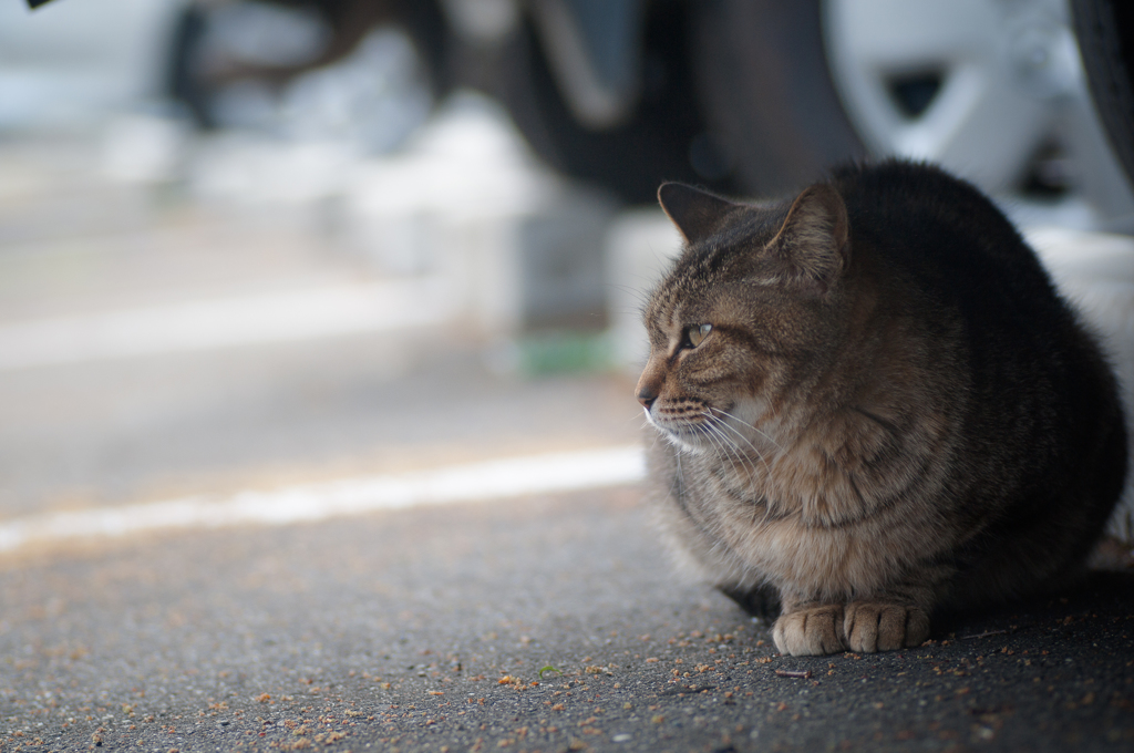 ねこですが、何か？