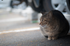 ねこですが、何か？