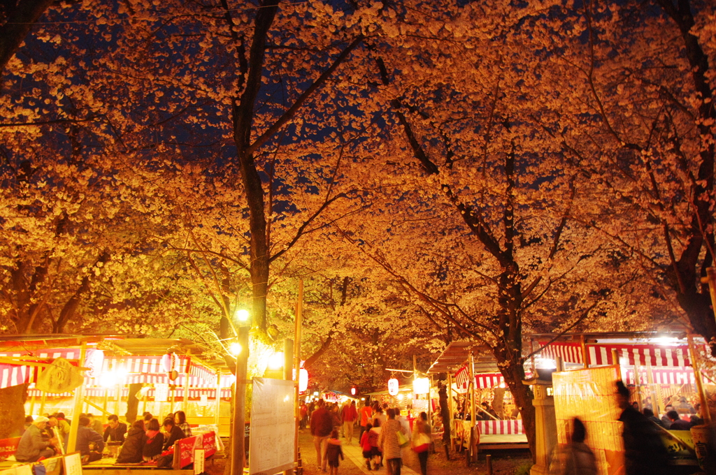 夜桜の宴