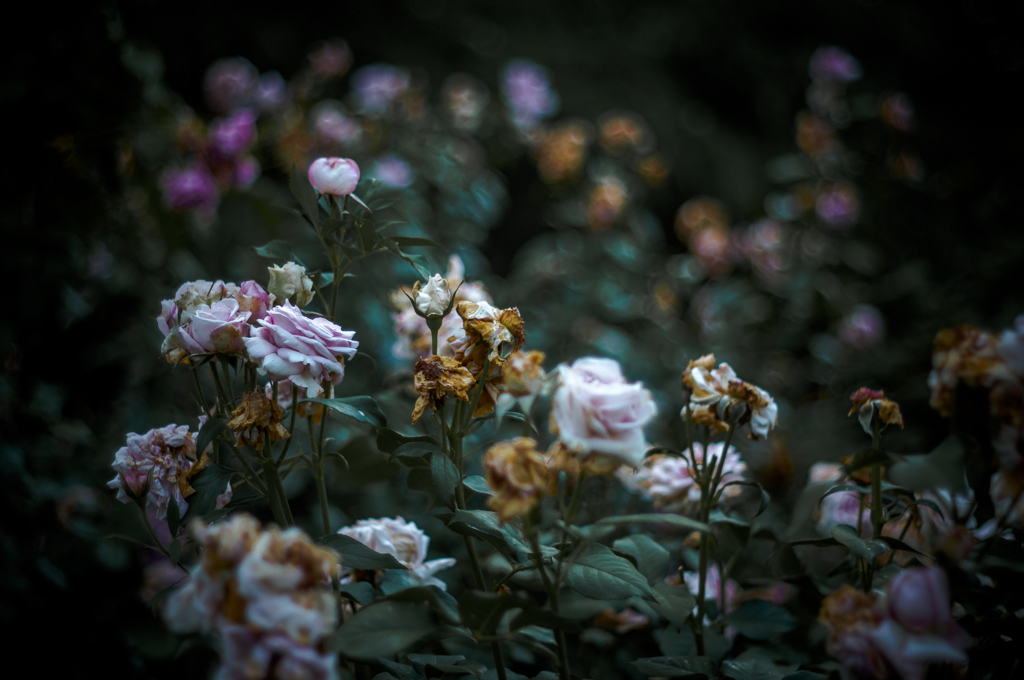 Withered roses 09