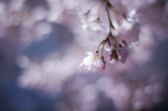 sakura à la carte