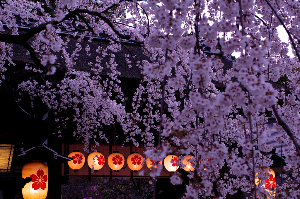 夕暮れ桜