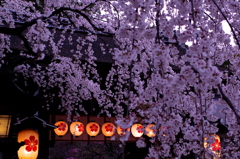 夕暮れ桜