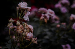 Withered roses 01