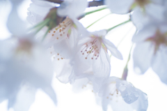 sakura et cetera 13