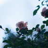 極月の薔薇