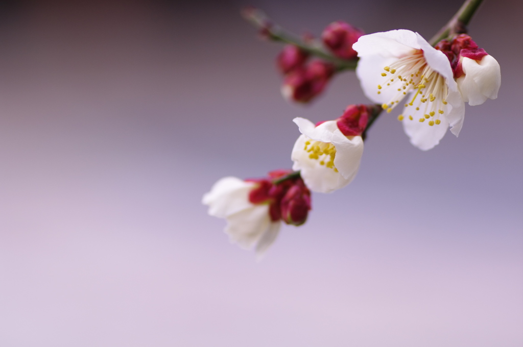 はんなりと・・