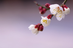 はんなりと・・