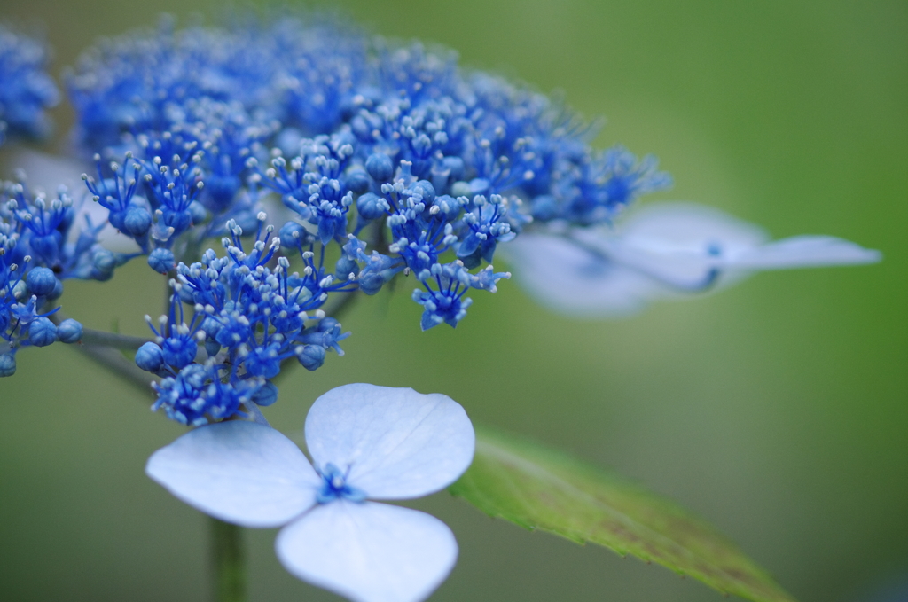 額紫陽花