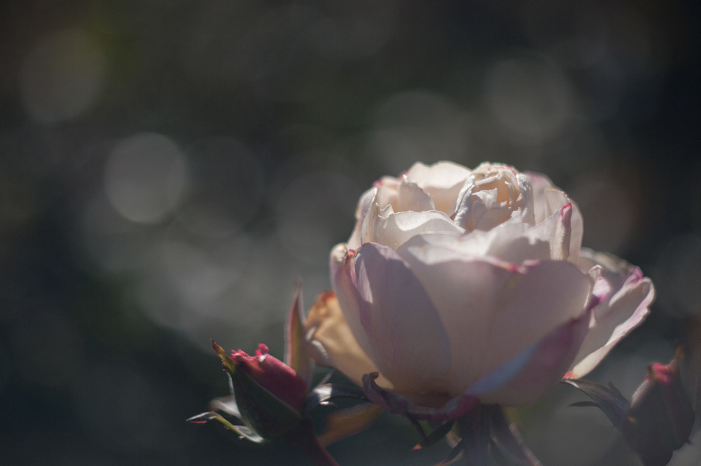 睦月の薔薇