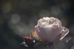 睦月の薔薇
