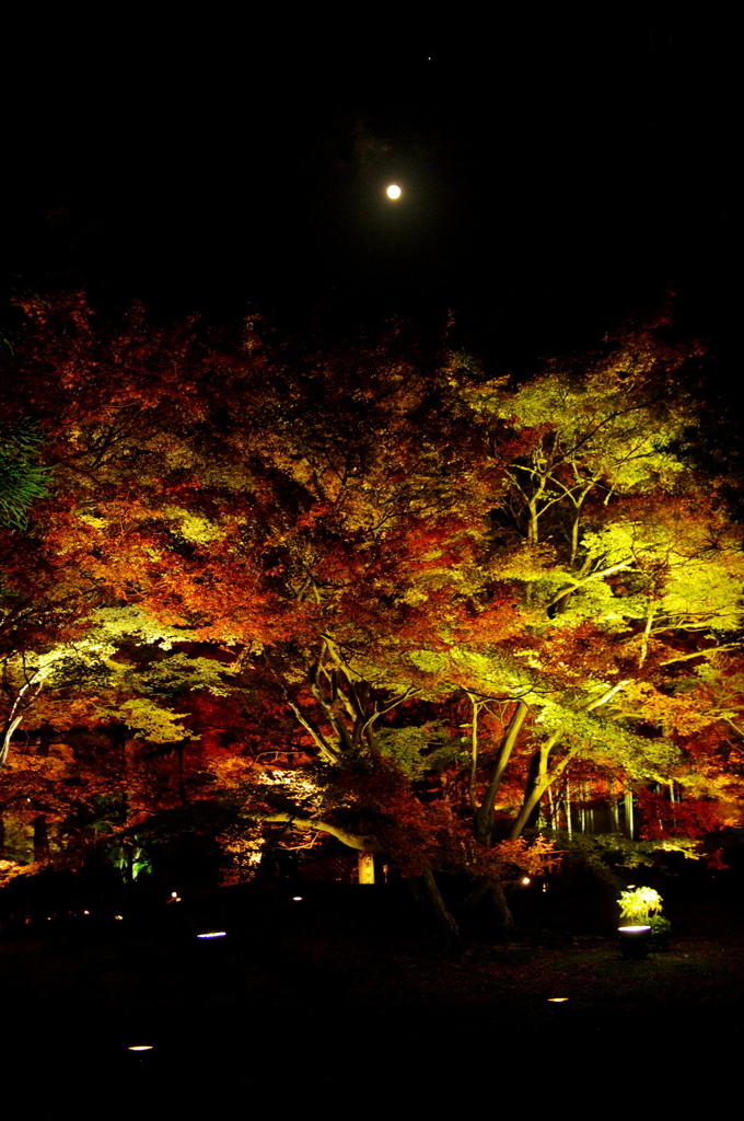 月夜の椛