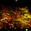 月夜の椛