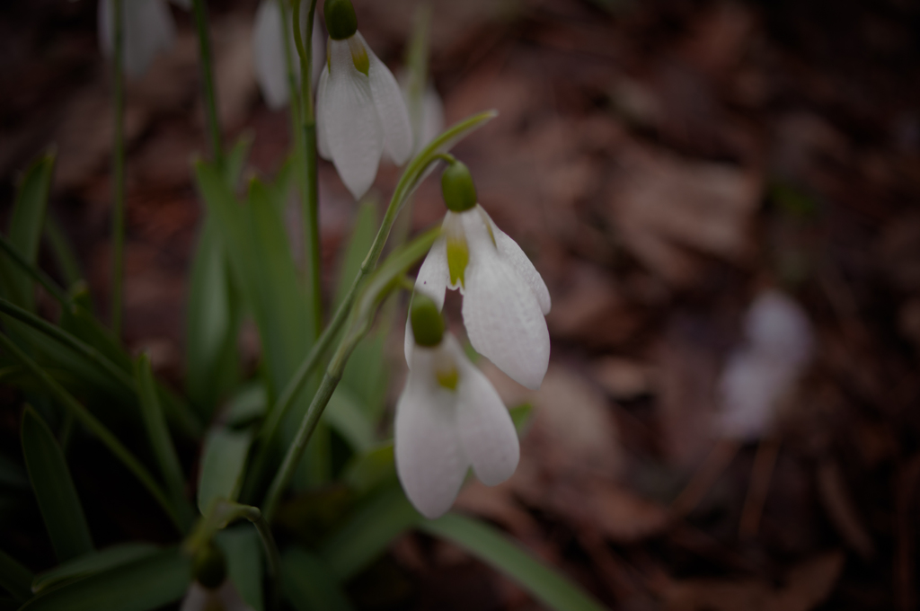 snowdrop
