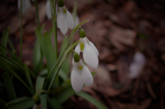 snowdrop