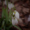 snowdrop