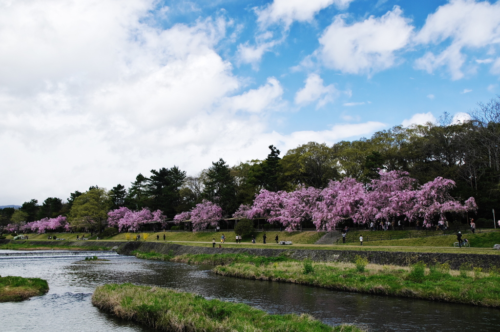 桜の散策路