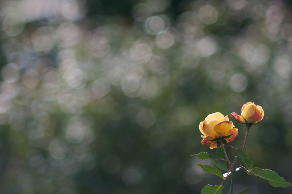 極月の薔薇