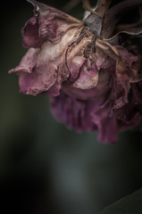 withered rose 12