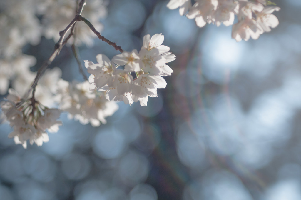 sakura et cetera