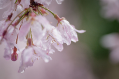 雨にうたれて