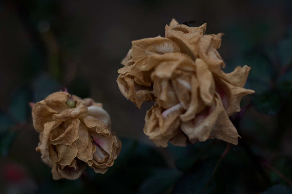 Withered roses