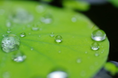 梅雨玉