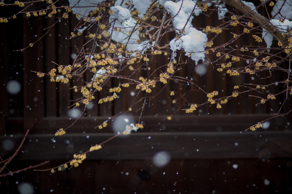 雪と梅。。。。