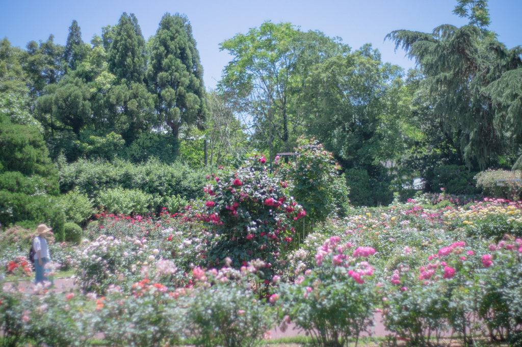 君は薔薇より