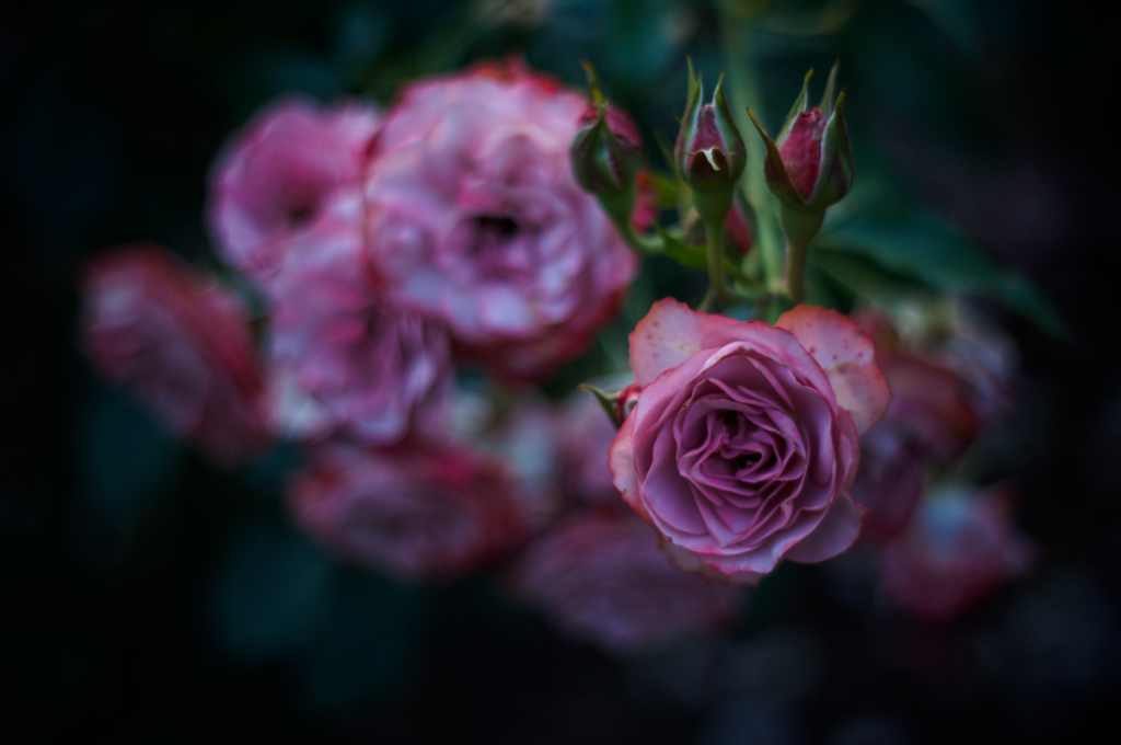 Withered roses 05