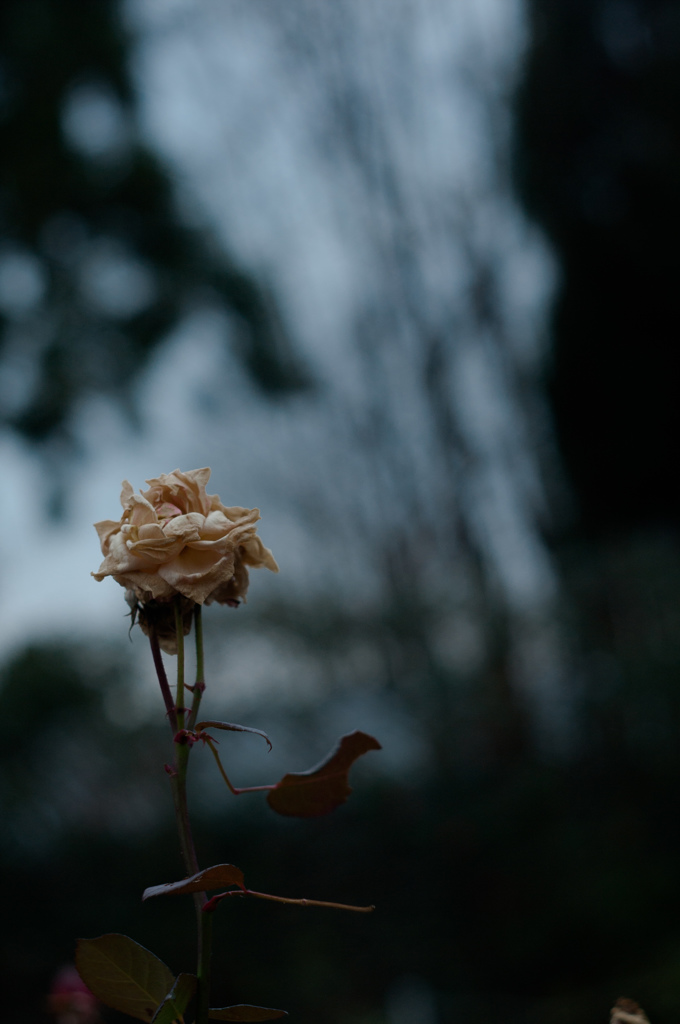 Withered roses