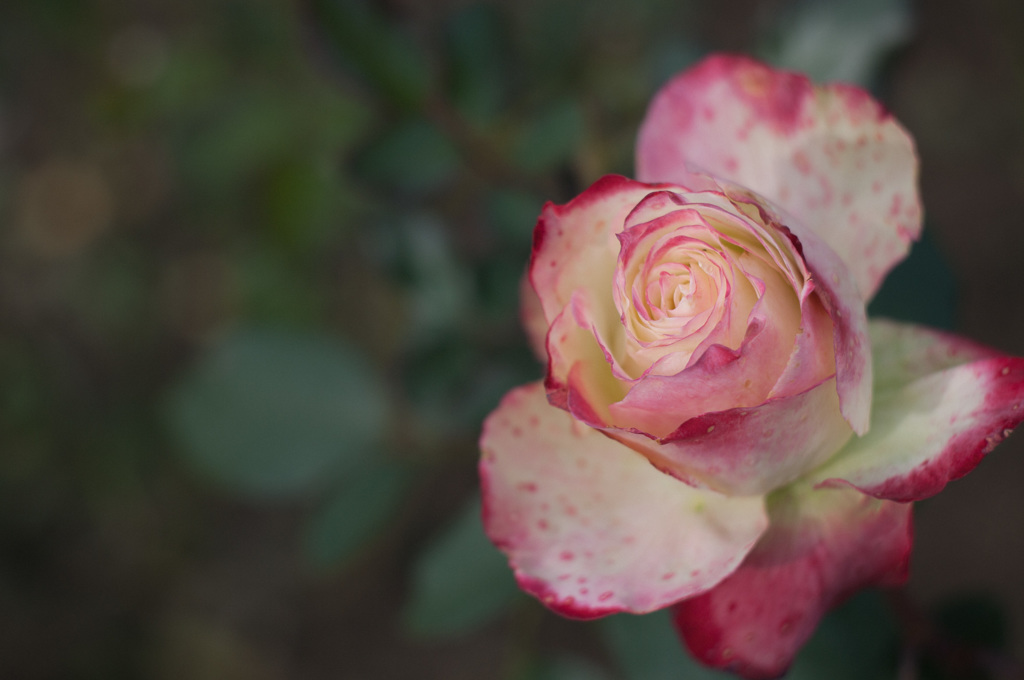 極月の薔薇