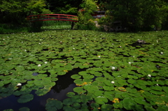 鯉沢の池